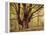Tree, Harewood, Old, Huge-Thonig-Framed Premier Image Canvas