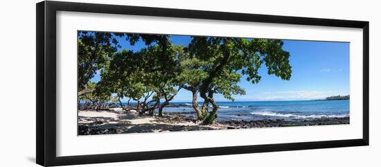 Tree Heliotrope on Beach, Kukio Bay, Kailua Kona, Hawaii, USA--Framed Photographic Print