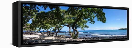 Tree Heliotrope on Beach, Kukio Bay, Kailua Kona, Hawaii, USA-null-Framed Premier Image Canvas
