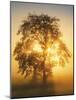 Tree Highlights-Mikael Svensson-Mounted Giclee Print