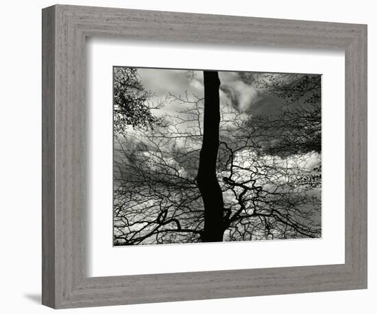 Tree, Holland, c. 1970-Brett Weston-Framed Photographic Print