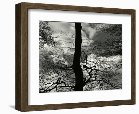 Tree, Holland, c. 1970-Brett Weston-Framed Photographic Print