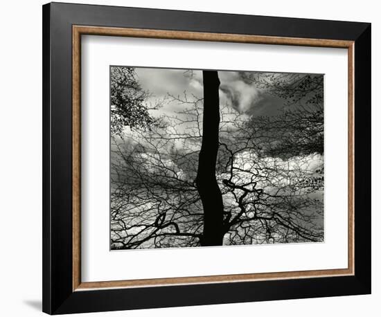 Tree, Holland, c. 1970-Brett Weston-Framed Photographic Print