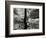 Tree, Holland, c. 1970-Brett Weston-Framed Photographic Print