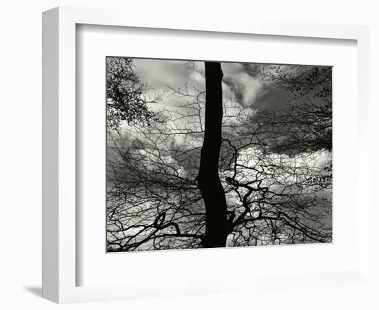 Tree, Holland, c. 1970-Brett Weston-Framed Photographic Print