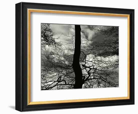 Tree, Holland, c. 1970-Brett Weston-Framed Photographic Print