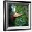 Tree Hugger-Michael Prince-Framed Photographic Print