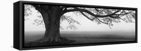 Tree in a Farm, Knox Farm State Park, East Aurora, New York State, USA-null-Framed Stretched Canvas