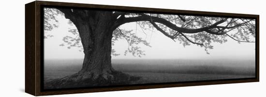 Tree in a Farm, Knox Farm State Park, East Aurora, New York State, USA-null-Framed Stretched Canvas