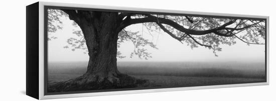 Tree in a Farm, Knox Farm State Park, East Aurora, New York State, USA-null-Framed Stretched Canvas