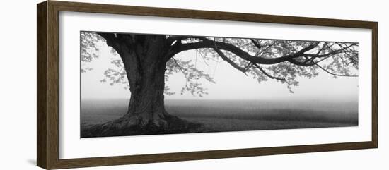 Tree in a Farm, Knox Farm State Park, East Aurora, New York State, USA-null-Framed Premium Photographic Print