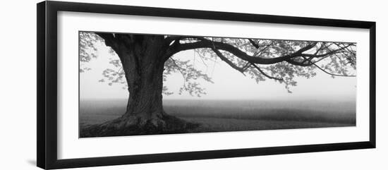 Tree in a Farm, Knox Farm State Park, East Aurora, New York State, USA-null-Framed Premium Photographic Print