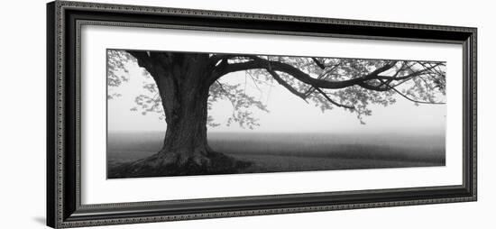 Tree in a Farm, Knox Farm State Park, East Aurora, New York State, USA-null-Framed Premium Photographic Print