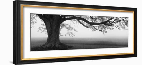 Tree in a Farm, Knox Farm State Park, East Aurora, New York State, USA-null-Framed Premium Photographic Print