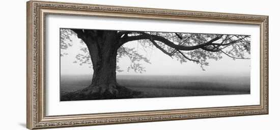 Tree in a Farm, Knox Farm State Park, East Aurora, New York State, USA-null-Framed Photographic Print