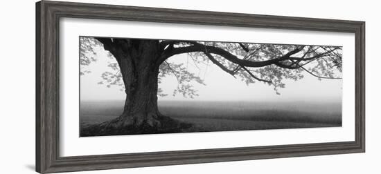 Tree in a Farm, Knox Farm State Park, East Aurora, New York State, USA--Framed Photographic Print