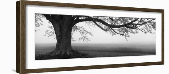 Tree in a Farm, Knox Farm State Park, East Aurora, New York State, USA--Framed Photographic Print