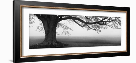 Tree in a Farm, Knox Farm State Park, East Aurora, New York State, USA-null-Framed Photographic Print