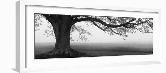 Tree in a Farm, Knox Farm State Park, East Aurora, New York State, USA--Framed Photographic Print