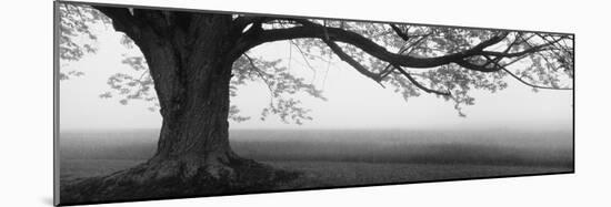 Tree in a Farm, Knox Farm State Park, East Aurora, New York State, USA-null-Mounted Photographic Print