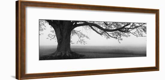 Tree in a Farm, Knox Farm State Park, East Aurora, New York State, USA-null-Framed Photographic Print