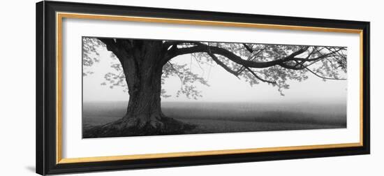 Tree in a Farm, Knox Farm State Park, East Aurora, New York State, USA--Framed Photographic Print