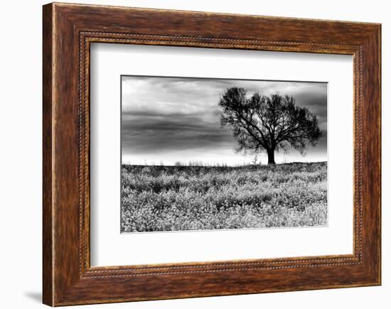 Tree in a Field, Severville, Tennessee-null-Framed Art Print