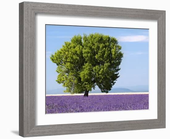 Tree in a Lavender Field, Valensole Plateau, Provence, France-Nadia Isakova-Framed Photographic Print