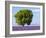 Tree in a Lavender Field, Valensole Plateau, Provence, France-Nadia Isakova-Framed Photographic Print