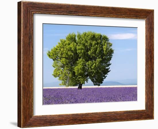 Tree in a Lavender Field, Valensole Plateau, Provence, France-Nadia Isakova-Framed Photographic Print