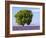 Tree in a Lavender Field, Valensole Plateau, Provence, France-Nadia Isakova-Framed Photographic Print