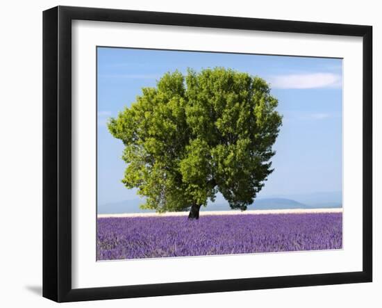 Tree in a Lavender Field, Valensole Plateau, Provence, France-Nadia Isakova-Framed Photographic Print