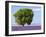 Tree in a Lavender Field, Valensole Plateau, Provence, France-Nadia Isakova-Framed Photographic Print