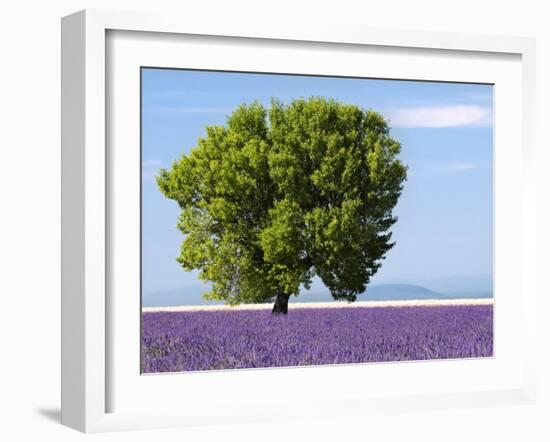 Tree in a Lavender Field, Valensole Plateau, Provence, France-Nadia Isakova-Framed Photographic Print