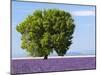 Tree in a Lavender Field, Valensole Plateau, Provence, France-Nadia Isakova-Mounted Photographic Print