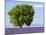 Tree in a Lavender Field, Valensole Plateau, Provence, France-Nadia Isakova-Mounted Photographic Print