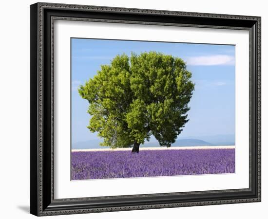 Tree in a Lavender Field, Valensole Plateau, Provence, France-Nadia Isakova-Framed Photographic Print