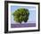 Tree in a Lavender Field, Valensole Plateau, Provence, France-Nadia Isakova-Framed Photographic Print