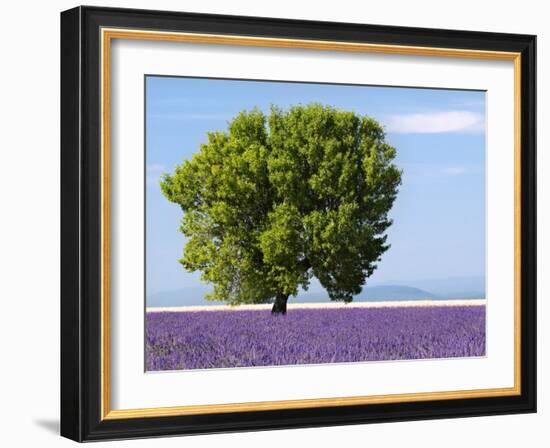 Tree in a Lavender Field, Valensole Plateau, Provence, France-Nadia Isakova-Framed Photographic Print