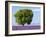 Tree in a Lavender Field, Valensole Plateau, Provence, France-Nadia Isakova-Framed Photographic Print