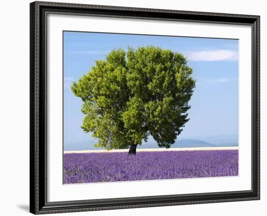 Tree in a Lavender Field, Valensole Plateau, Provence, France-Nadia Isakova-Framed Photographic Print