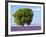 Tree in a Lavender Field, Valensole Plateau, Provence, France-Nadia Isakova-Framed Photographic Print