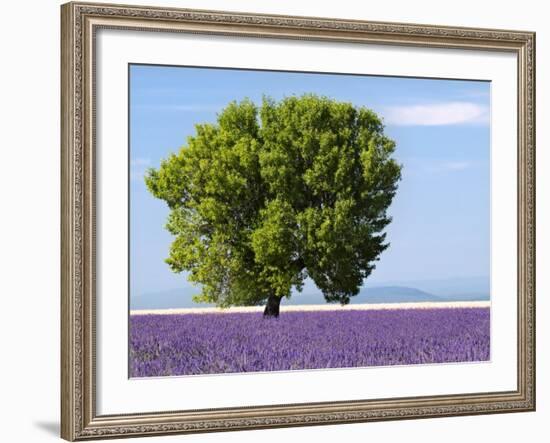 Tree in a Lavender Field, Valensole Plateau, Provence, France-Nadia Isakova-Framed Photographic Print