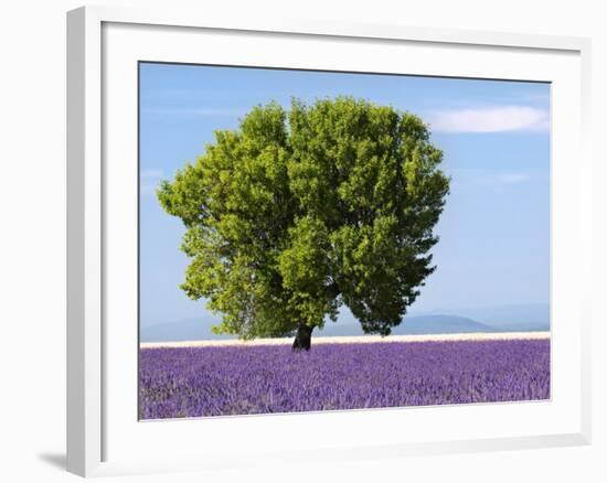 Tree in a Lavender Field, Valensole Plateau, Provence, France-Nadia Isakova-Framed Photographic Print