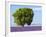 Tree in a Lavender Field, Valensole Plateau, Provence, France-Nadia Isakova-Framed Photographic Print