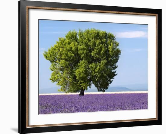 Tree in a Lavender Field, Valensole Plateau, Provence, France-Nadia Isakova-Framed Photographic Print