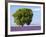 Tree in a Lavender Field, Valensole Plateau, Provence, France-Nadia Isakova-Framed Photographic Print