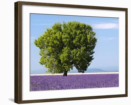 Tree in a Lavender Field, Valensole Plateau, Provence, France-Nadia Isakova-Framed Photographic Print