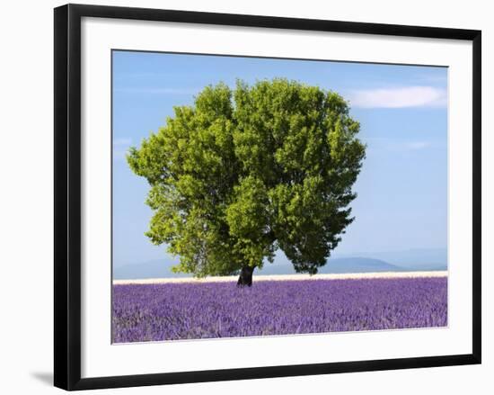 Tree in a Lavender Field, Valensole Plateau, Provence, France-Nadia Isakova-Framed Photographic Print