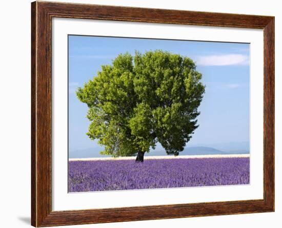 Tree in a Lavender Field, Valensole Plateau, Provence, France-Nadia Isakova-Framed Photographic Print